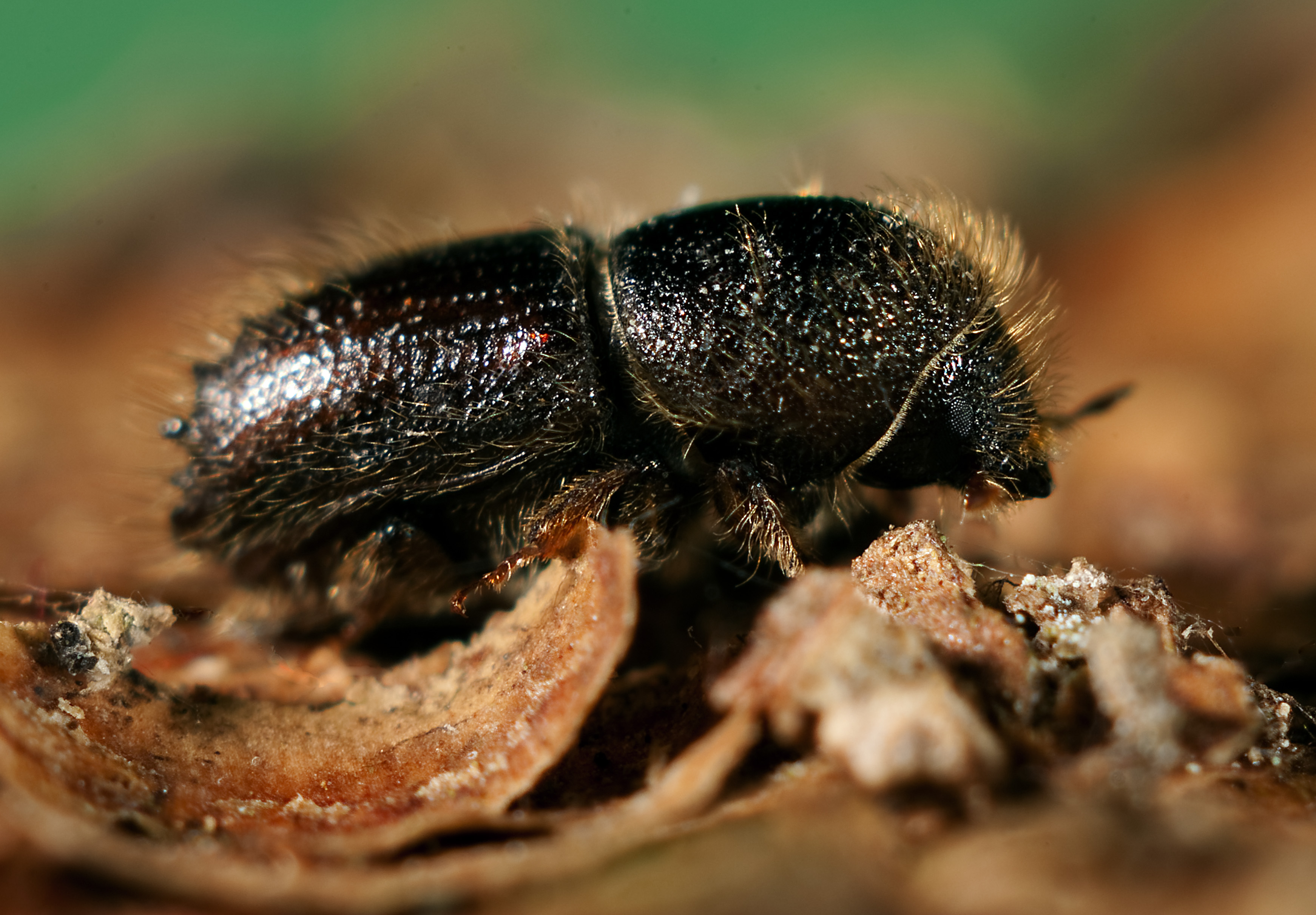 8-tandad barkborre_bark beetle_Ips typugraphus