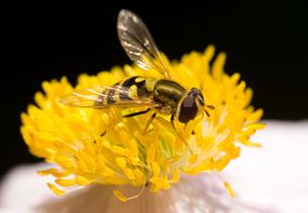 Blomfluga_hoverfly_Syrphidae