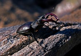 Ekoxe, hane_stag beetle_Lucanus servus